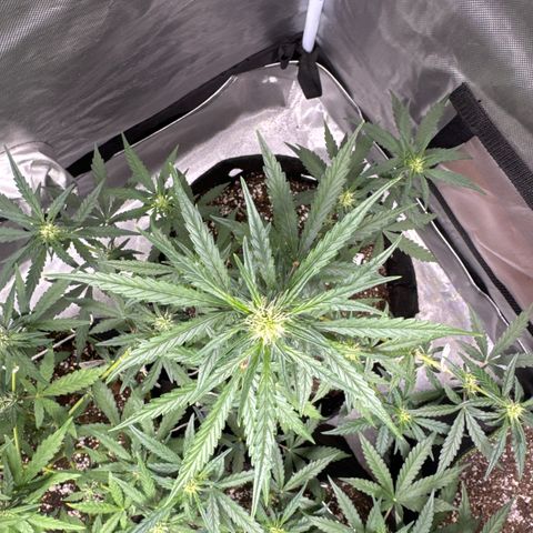 Sour Diesel Auto #2 growlog timeline photo