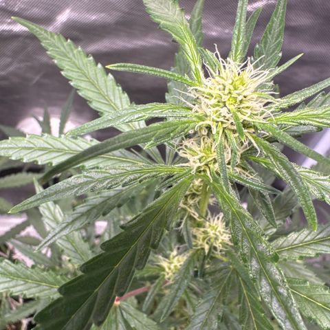 Sour Diesel Auto #2 growlog timeline photo