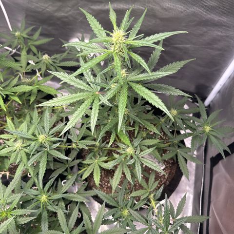 Sour Diesel Auto #2 growlog timeline photo