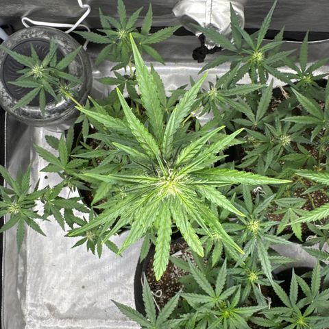 Bruce Banner Auto #1 growlog timeline photo