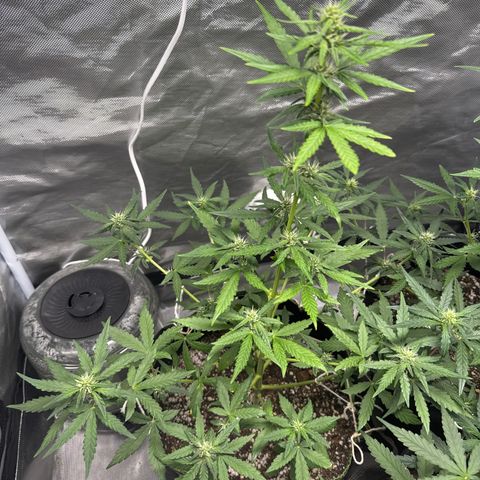 Bruce Banner Auto #1 growlog timeline photo
