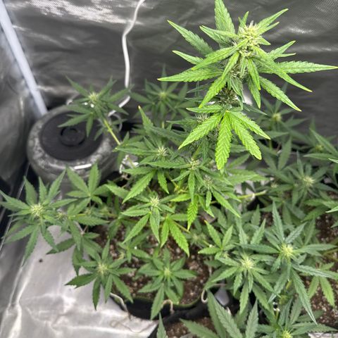 Bruce Banner Auto #1 growlog timeline photo