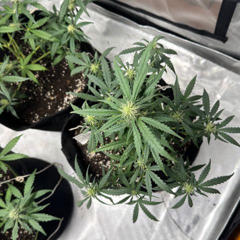 Sour Diesel Auto #1 growlog timeline photo