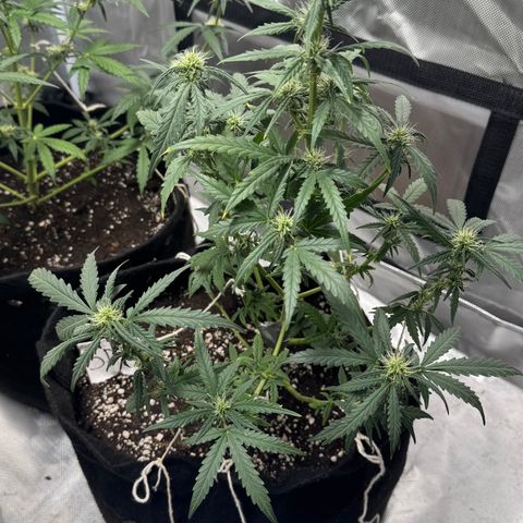 Sour Diesel Auto #1 growlog timeline photo