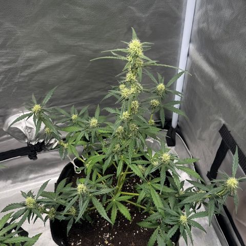 Sour Diesel Auto #2 growlog timeline photo