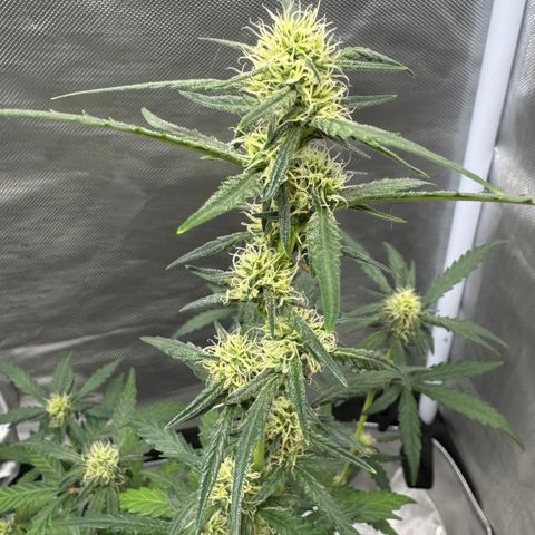 Sour Diesel Auto #2 growlog timeline photo