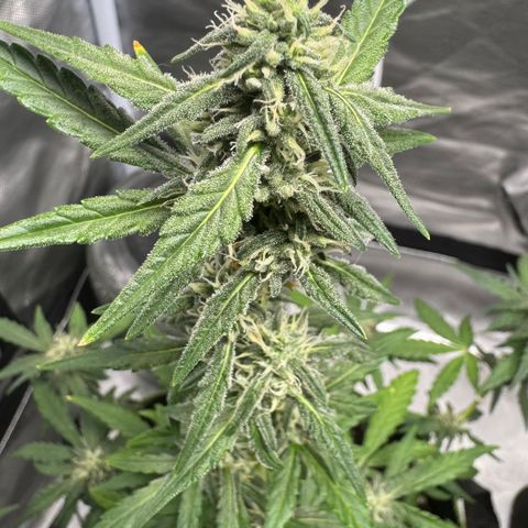 Bruce Banner Auto #1 growlog timeline photo