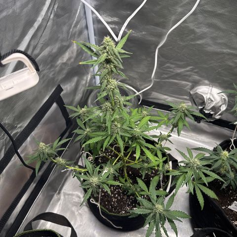 Bruce Banner Auto #1 growlog timeline photo