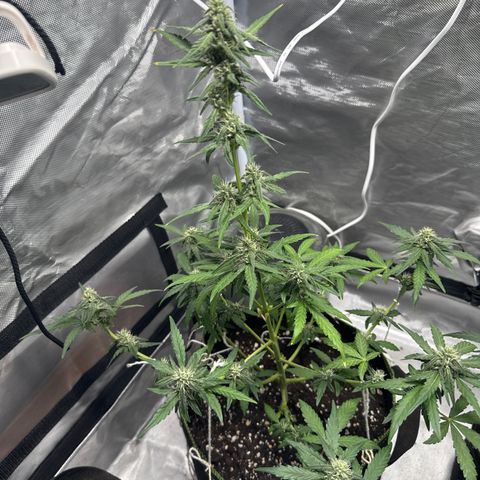 Bruce Banner Auto #1 growlog timeline photo