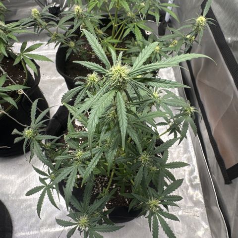 Sour Diesel Auto #1 growlog timeline photo