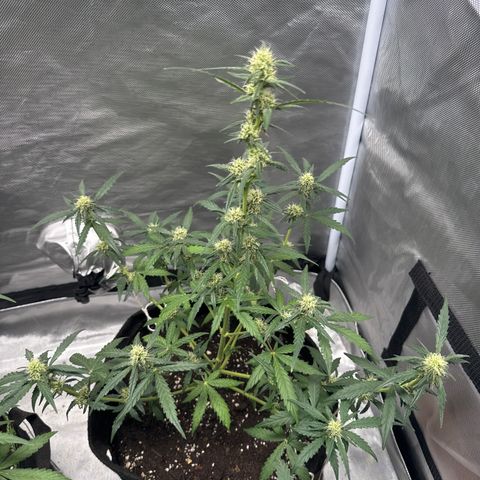 Sour Diesel Auto #2 growlog timeline photo