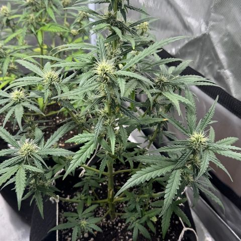 Sour Diesel Auto #1 growlog timeline photo
