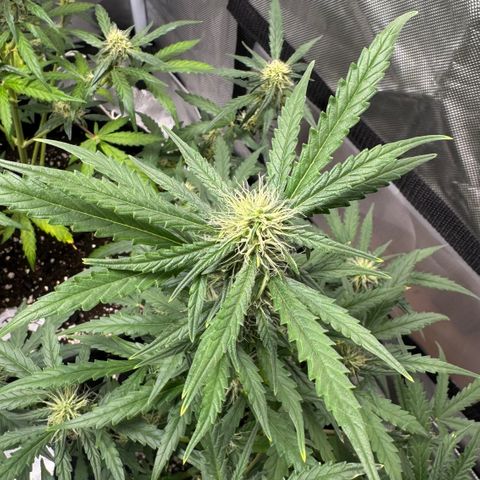 Sour Diesel Auto #1 growlog timeline photo