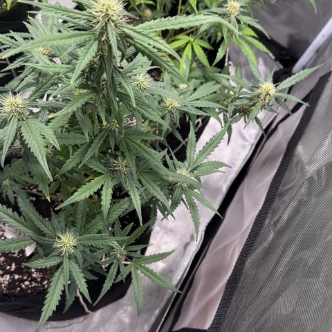 Sour Diesel Auto #1 growlog timeline photo