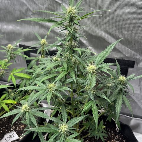 Sour Diesel Auto #1 growlog timeline photo