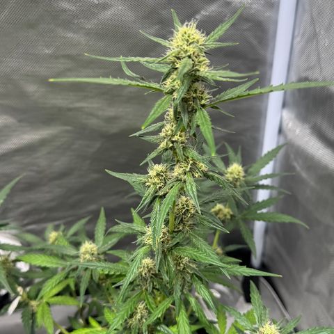 Sour Diesel Auto #2 growlog timeline photo