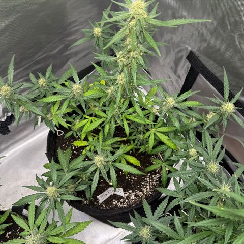 Sour Diesel Auto #2 growlog timeline photo