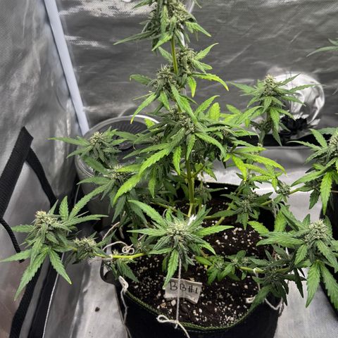 Bruce Banner Auto #1 growlog timeline photo