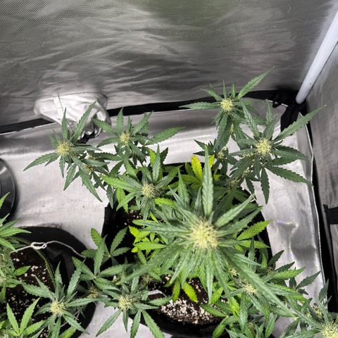 Sour Diesel Auto #2 growlog timeline photo