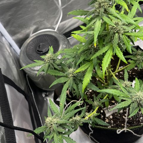 Bruce Banner Auto #1 growlog timeline photo