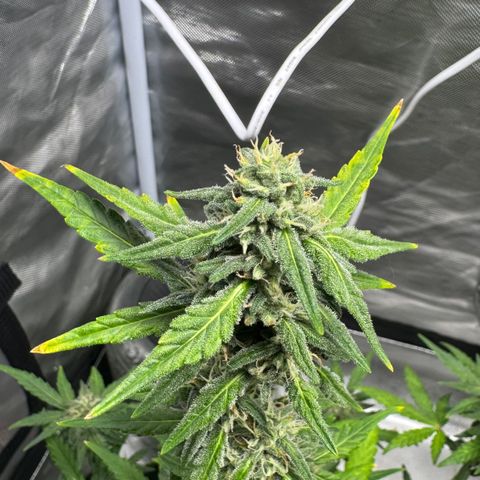 Bruce Banner Auto #1 growlog timeline photo