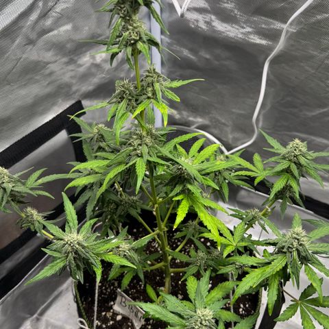 Bruce Banner Auto #1 growlog timeline photo