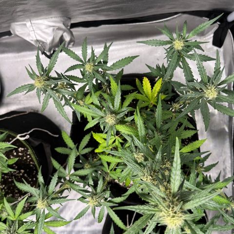 Sour Diesel Auto #2 growlog timeline photo