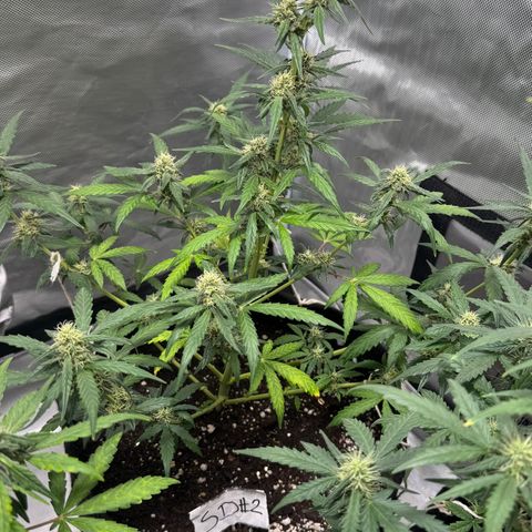 Sour Diesel Auto #2 growlog timeline photo