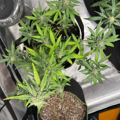 Bruce Banner Auto #1 growlog timeline photo