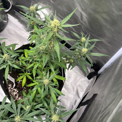 Sour Diesel Auto #2 growlog timeline photo