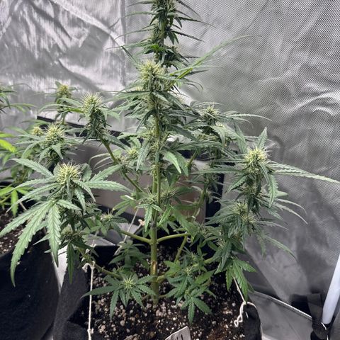 Sour Diesel Auto #1 growlog timeline photo