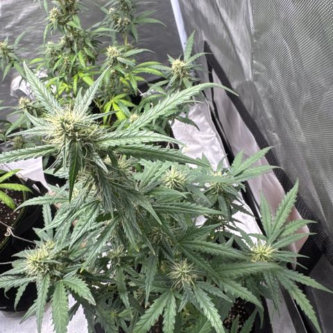 Sour Diesel Auto #1 growlog timeline photo