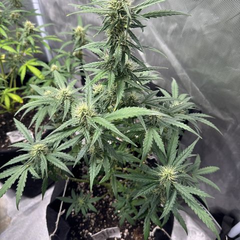 Sour Diesel Auto #1 growlog timeline photo