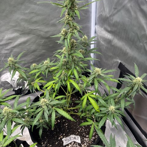 Sour Diesel Auto #2 growlog timeline photo