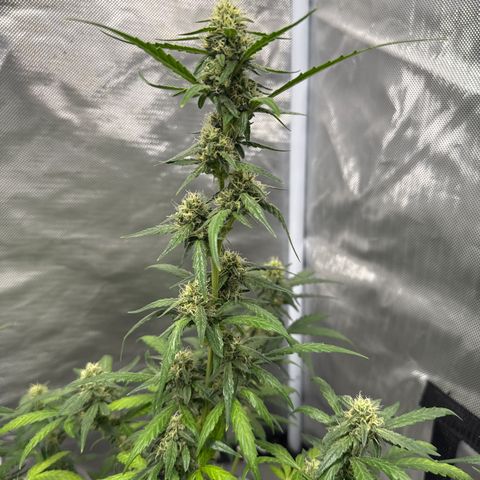 Sour Diesel Auto #2 growlog timeline photo