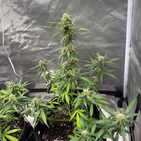 Sour Diesel Auto #2 growlog timeline photo