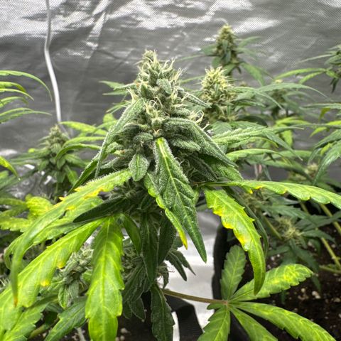 Bruce Banner Auto #1 growlog timeline photo