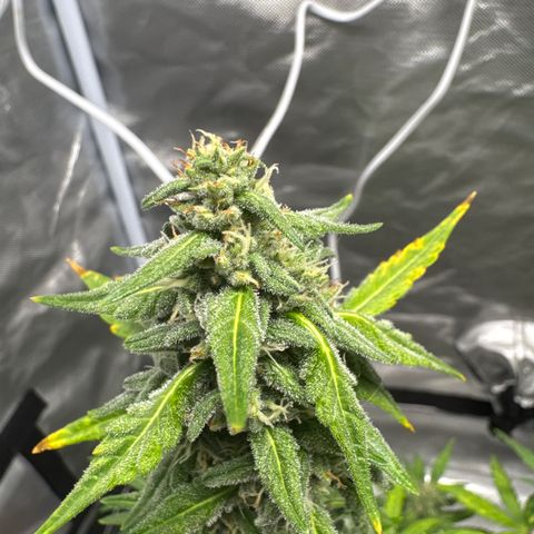Bruce Banner Auto #1 growlog timeline photo