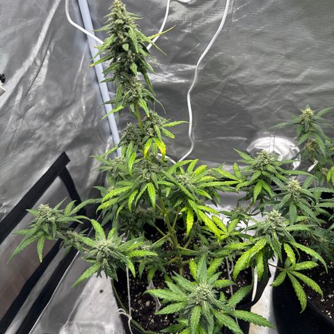 Bruce Banner Auto #1 growlog timeline photo