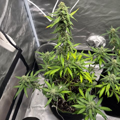 Bruce Banner Auto #1 growlog timeline photo