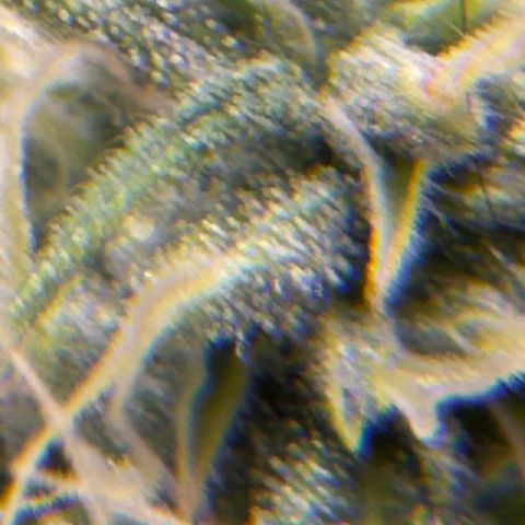 Sour Diesel Auto #1 growlog timeline photo