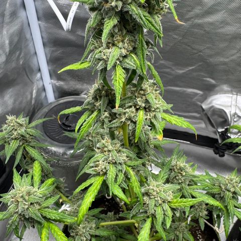 Bruce Banner Auto #1 growlog timeline photo
