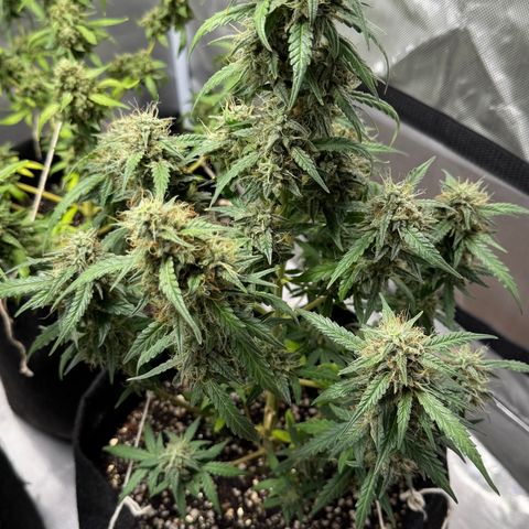 Sour Diesel Auto #1 growlog timeline photo