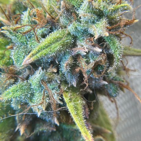 Sour Diesel Auto #2 growlog timeline photo