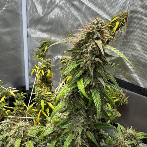 Sour Diesel Auto #2 growlog timeline photo