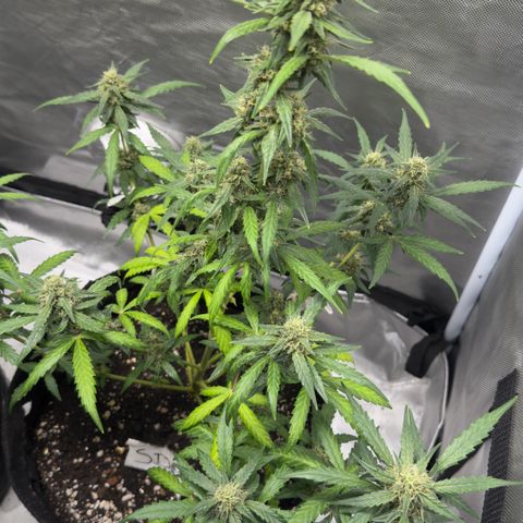 Sour Diesel Auto #2 growlog timeline photo