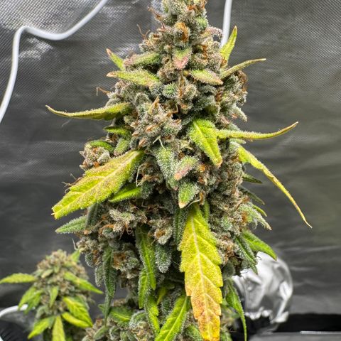 Bruce Banner Auto #1 growlog timeline photo