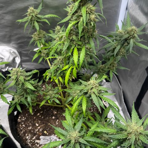 Sour Diesel Auto #2 growlog timeline photo