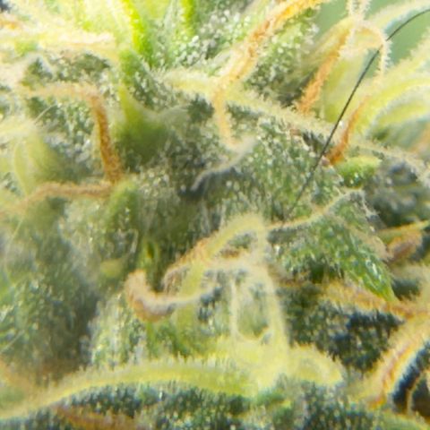 Sour Diesel Auto #2 growlog timeline photo