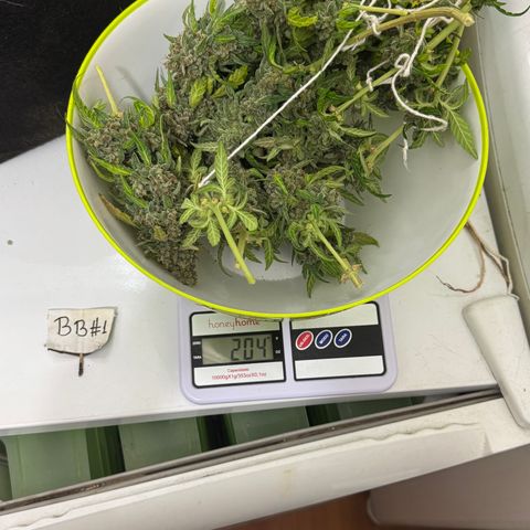 Bruce Banner Auto #1 growlog timeline photo